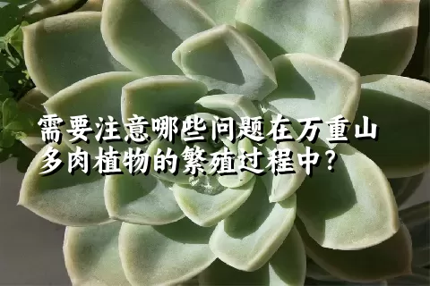 需要注意哪些问题在万重山多肉植物的繁殖过程中？