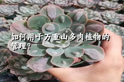 如何用于万重山多肉植物的管理？