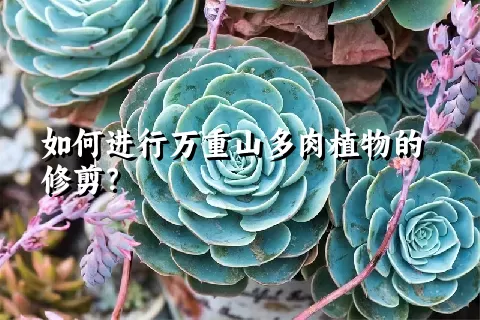 如何进行万重山多肉植物的修剪？