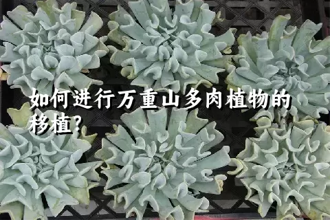 如何进行万重山多肉植物的移植？