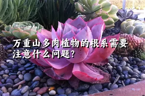 万重山多肉植物的根系需要注意什么问题？