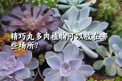 精巧丸多肉植物可以放在哪些场所？