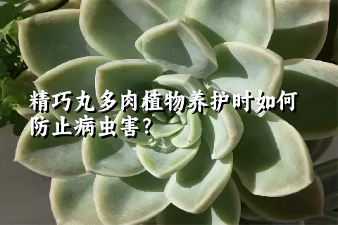 精巧丸多肉植物养护时如何防止病虫害？