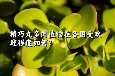 精巧丸多肉植物在各国受欢迎程度如何？