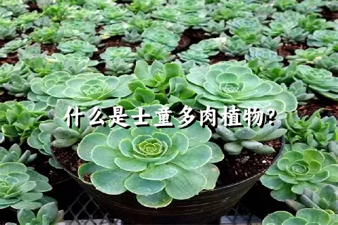 什么是士童多肉植物？