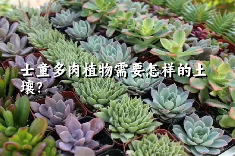 士童多肉植物需要怎样的土壤？