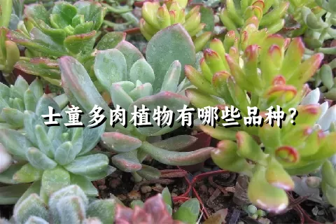 士童多肉植物有哪些品种？