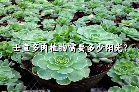 士童多肉植物需要多少阳光？