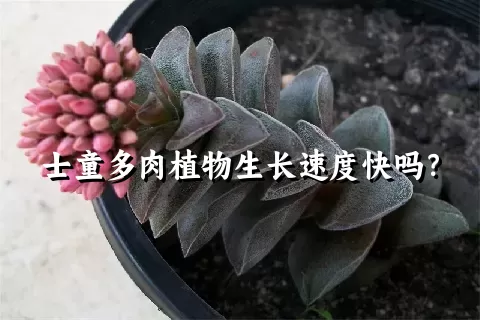 士童多肉植物生长速度快吗？