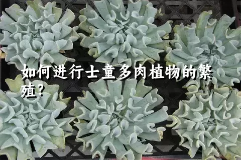 如何进行士童多肉植物的繁殖？