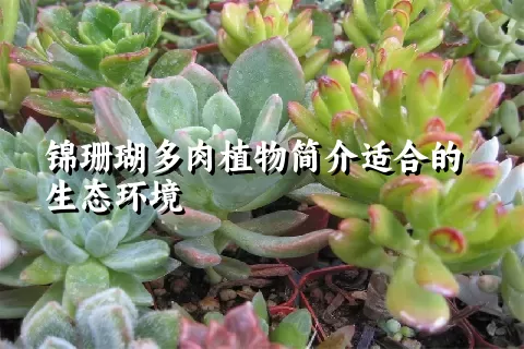 锦珊瑚多肉植物简介适合的生态环境