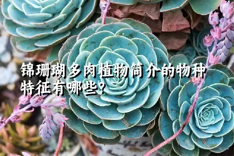 锦珊瑚多肉植物简介的物种特征有哪些？