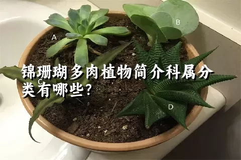 锦珊瑚多肉植物简介科属分类有哪些？