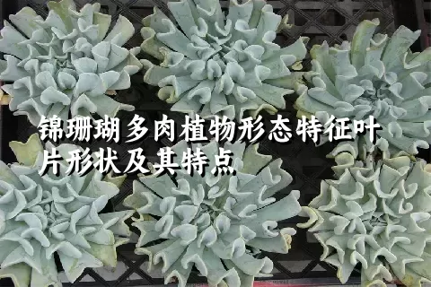 锦珊瑚多肉植物形态特征叶片形状及其特点