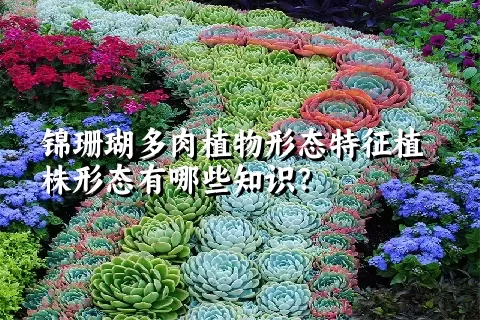 锦珊瑚多肉植物形态特征植株形态有哪些知识？