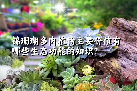 锦珊瑚多肉植物主要价值有哪些生态功能的知识？