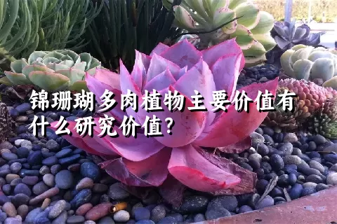 锦珊瑚多肉植物主要价值有什么研究价值？