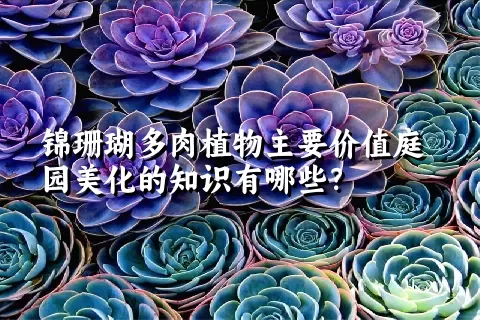 锦珊瑚多肉植物主要价值庭园美化的知识有哪些？