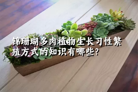 锦珊瑚多肉植物生长习性繁殖方式的知识有哪些？