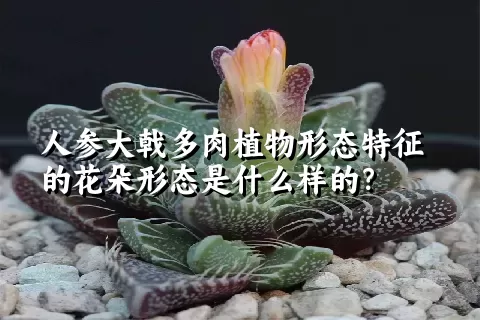 人参大戟多肉植物形态特征的花朵形态是什么样的？