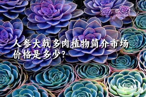 人参大戟多肉植物简介市场价格是多少？