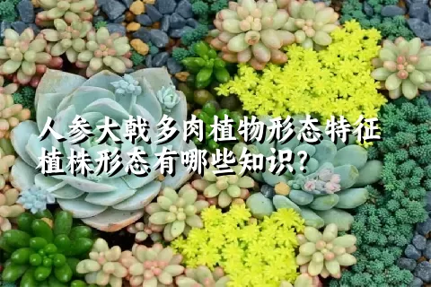 人参大戟多肉植物形态特征植株形态有哪些知识？