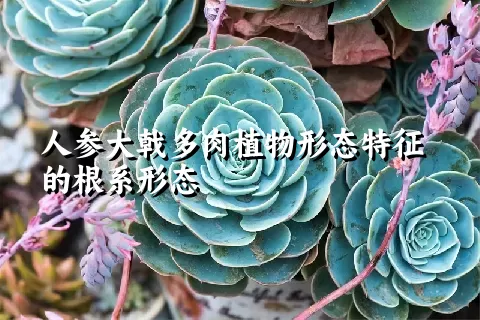 人参大戟多肉植物形态特征的根系形态