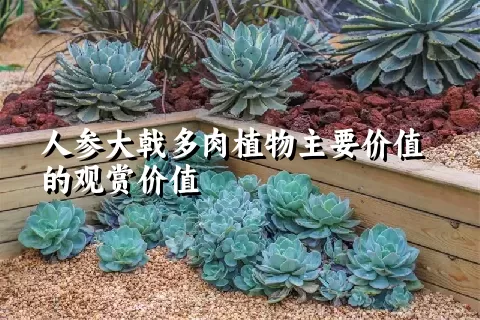 人参大戟多肉植物主要价值的观赏价值