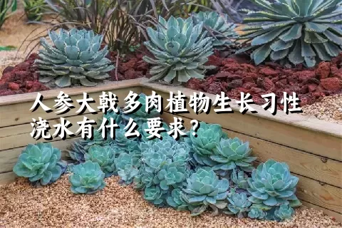 人参大戟多肉植物生长习性浇水有什么要求？	