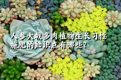 人参大戟多肉植物生长习性施肥的知识点有哪些？	