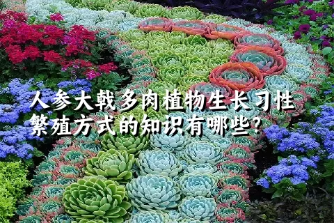 人参大戟多肉植物生长习性繁殖方式的知识有哪些？