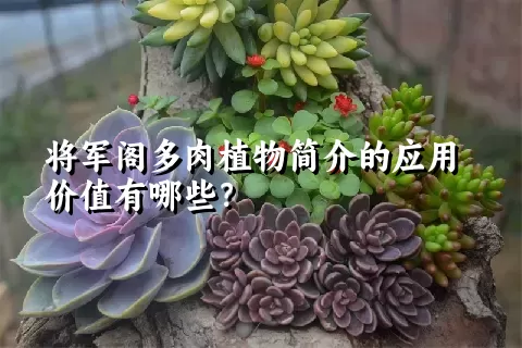 将军阁多肉植物简介的应用价值有哪些？