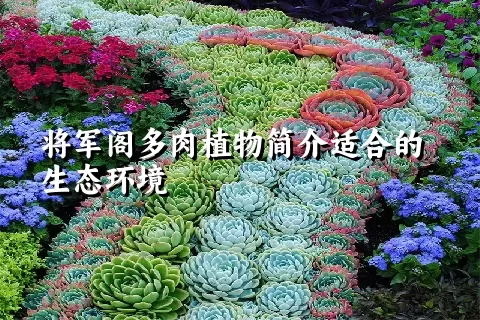 将军阁多肉植物简介适合的生态环境