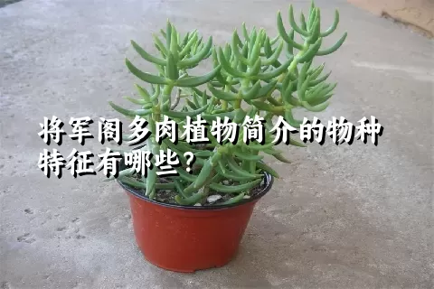 将军阁多肉植物简介的物种特征有哪些？