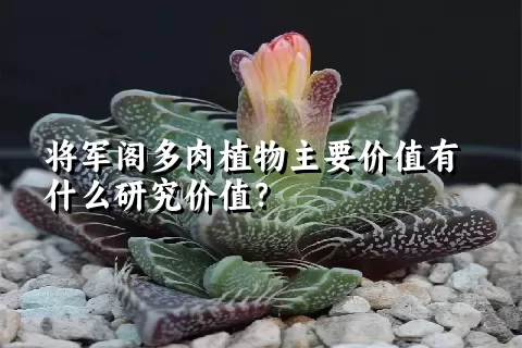 将军阁多肉植物主要价值有什么研究价值？