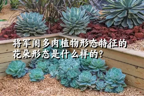 将军阁多肉植物形态特征的花朵形态是什么样的？