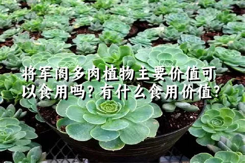 将军阁多肉植物主要价值可以食用吗？有什么食用价值？