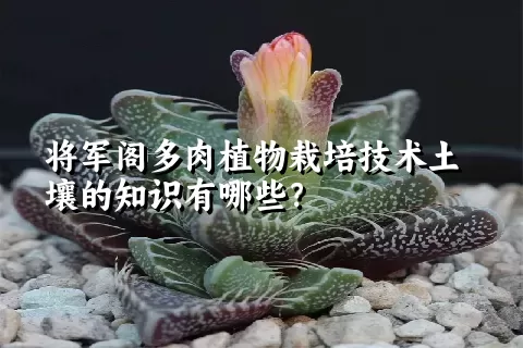 将军阁多肉植物栽培技术土壤的知识有哪些？