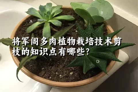 将军阁多肉植物栽培技术剪枝的知识点有哪些？