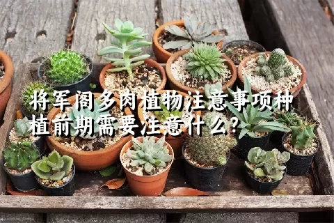 将军阁多肉植物注意事项种植前期需要注意什么？ 