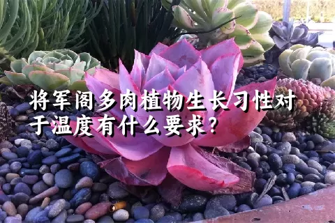 将军阁多肉植物生长习性对于温度有什么要求？