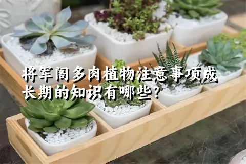 将军阁多肉植物注意事项成长期的知识有哪些？ 