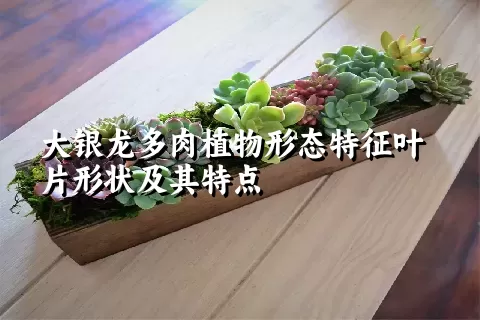 大银龙多肉植物形态特征叶片形状及其特点