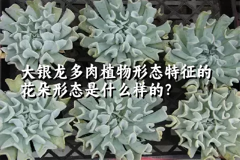 大银龙多肉植物形态特征的花朵形态是什么样的？