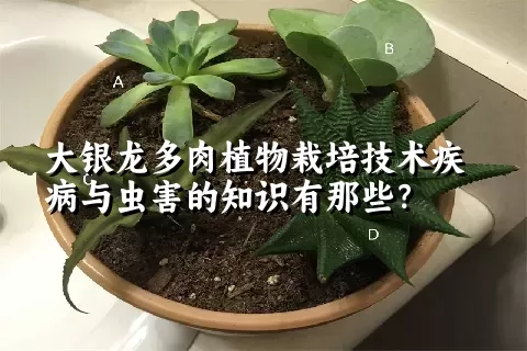 大银龙多肉植物栽培技术疾病与虫害的知识有那些？ 