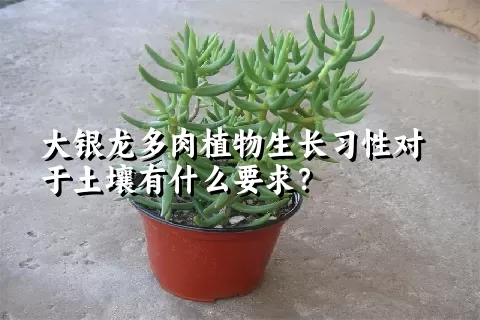 大银龙多肉植物生长习性对于土壤有什么要求？	