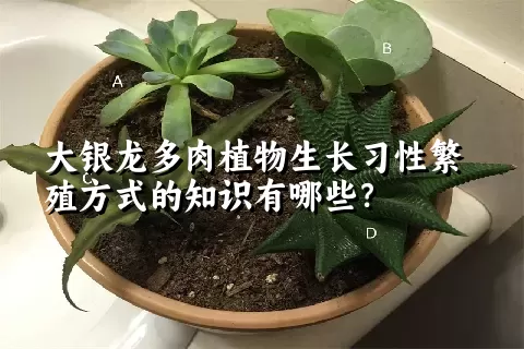 大银龙多肉植物生长习性繁殖方式的知识有哪些？