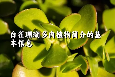 白雀珊瑚多肉植物简介的基本信息