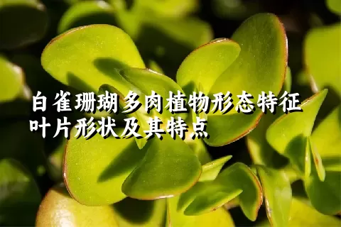 白雀珊瑚多肉植物形态特征叶片形状及其特点