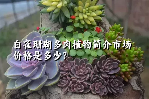 白雀珊瑚多肉植物简介市场价格是多少？